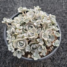 봄의정원 연화 바위솔, 1개