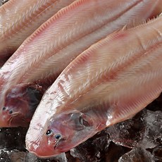 [특가할인] 군산 박대 서대 구이용 조림용 해풍건조 명품 제수용 말린 반건조생선, 박대 37cm 내외, 8개