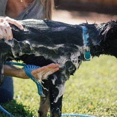 애견샤워기+호스 펫글러브 반려견목욕 샤워 위생 애견마사지 마사지 장갑샤워기 샴푸 거품 강아지 고양이, 1개