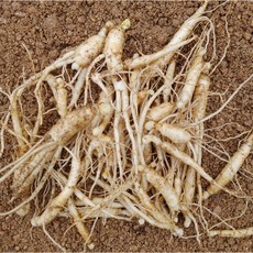 청춘농원 달랭이 2년 묘삼 100뿌리 산양삼 장뇌삼 종삼 묘삼 틔움 심는용도 26년 봄 발아, 1.2g, 100개