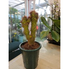 팅커벨 암석주, 1개