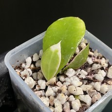 호야 아사미 우노소보 라쿠노사 바리에가타 동일품배송