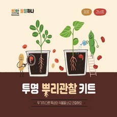 투명 뿌리 관찰 키트(땅콩과 강낭콩)