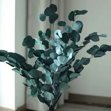 永生尤加利葉 (染色) 圓葉/細葉 乾燥花/永生花材 居家佈置/花藝道具, 染色【圓葉】尤加利/綠色/100克
