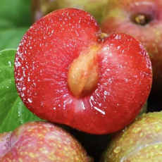 [백화점납품] 13brix 초고당도 체리 자두, 1박스, 3kg