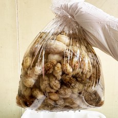 국내산 제철 생물 오만둥이 1kg 미더덕 오만디, 1개