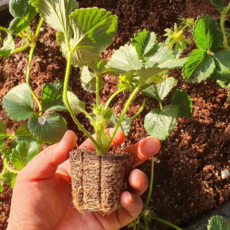 딸기모종 설향 킹스베리 모종 대왕딸기 32주, 핑크베리700g, 1개