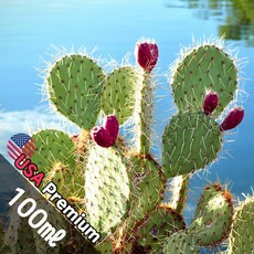 B040 칵투스가든 100ml (Cactus Garden) 프래그런스오일 캔들 디퓨저 향수, 1개