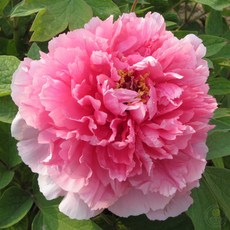 세종식물원 목단 모란 모란꽃 21종 수입목단 향기나는 꽃 개화주, 51번 권엽홍