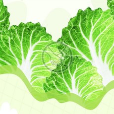 더가 배춧잎블랭킷 소
