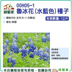 綠藝家 魯冰花(水藍色)種子 1公斤