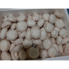 방금 재배한 부여 양송이버섯, 1박스, 못난이 양송이버섯 1kg