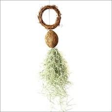 들꽃향기 공중식물 에어플랜트 틸란드시아 인테리어 공기정화 화분식물, 코코넛 원리스수염, 1개