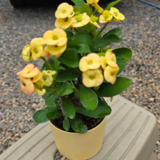 꽃기린 노랑꽃기린+노랑커버볼, 1개