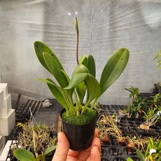 마스테발리아 빨간꽃 서양란 난초 고급란 스마일화훼유통, 1개