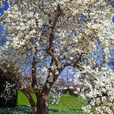 [충북농원] 백목련 목련나무 묘목 - 1~2년생 접목묘