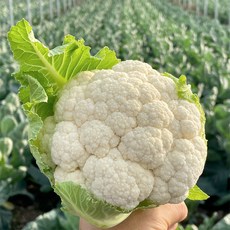 제주산 못난이 생 콜리플라워 칼리플라워 산지직송 가성비, 1박스, 3kg