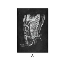 인간의 해부학 포스터, A2 42x60cm 프레임 없음, NQ321A
