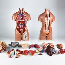 인체 골격 모형 골격모형 교육용 관절 인체골격 인체모형 골반 해부 뼈모형, 5. 55cm 양성자기(무수표/등트임)