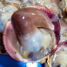 최상급 여수 손질 새조개 샤브샤브 횟감 초코 새조개