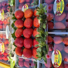 [가락시장 딸기] 프리미엄 딸기 고당도 딸기 새벽경매 직접 선별 특상품 설향 금실 하이과일, 1개, 430g