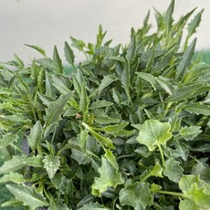 [다온야생화] W5978 실잔대 (흰색) (9cm) [랜덤], 1개, -