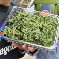 [100% 무농약] 국내산 얼음초 아이스플랜트, 1박스, 500g