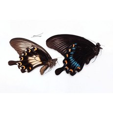 蟲新發現 蝴蝶標本 A1 A2 Papilio ascalaphus 鳳蝶 成對未展翅乾貨, 1個