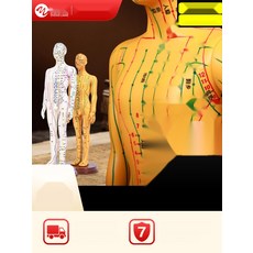 해부학 실습용 인체 골격 모형 교육용 인체모형 두개골, 8. 하드 52cm 화이트 여성