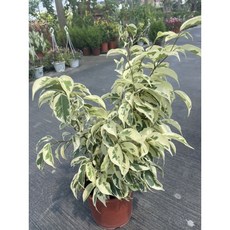 霏霏園藝 班葉蓉盆栽 居家綠化植物, 1個