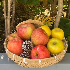 부사사과가정용일반(소과)1.5kg(10-13과)_공급 (Araium), AI_01 부사사과가정용일반(소과)1.5kg(10-13