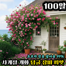 [연중 개화] 덩굴 장미 씨앗 사계 넝쿨 장미 씨앗 높은 발아율 초보자 가능, 1개