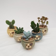 해송꽃농원 다육이 선인장 옹기 5개 세트, 다육이+선인장, 1세트