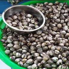 남해안 남해안산 새꼬막 1kg 100미내외 꼬막무침 꼬막찜