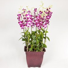 덴파레MTFF046, 서울특별시／광역시／경기도, 베이직, 필요없음