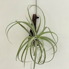 그린다이닝 행잉플랜트 카피타타 목부작 세트, 1개