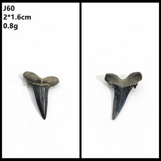 메갈로돈이빨 상어 이빨 화석 표본 송곳니 고생물 천연 장식품 원석, J60