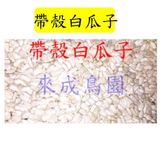來成鳥園精選(無漂白) - 鸚鵡 倉鼠 蜜袋鼯 松鼠 花栗鼠適用主食零嘴/鸚鵡飼料 倉鼠飼料 鳥飼料 帶殼瓜子, 1個, 白瓜子-100克-每份一袋