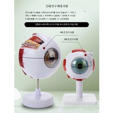 안구모형 3D 인체해부학용 의료교육 얼굴특징 확대모형 과학실험 교구, C_눈 프레임과 눈꺼풀 모델 전문 버전, 1개