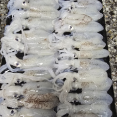 냉동 자연산 활호래기 / 꼴뚜기 호래기 회 호루래기 횟감 숙회, 1개, 500g