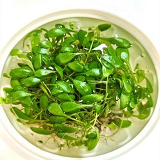 [수초대장] 글롯소스 티그마 소스컵 (40뿌리이상) 전경수초