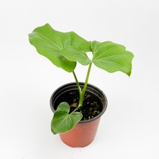 글라스가든 필로덴드론 호프셀렘 소품 수경재배 수중 실내공기정화 키우기 쉬운 식물 키우기, 5개