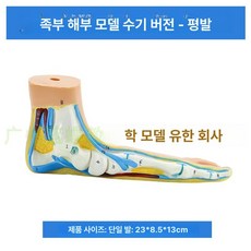 인간 발 모형 평발 해부 근육 골격 교육용, 1개, 기본 색상