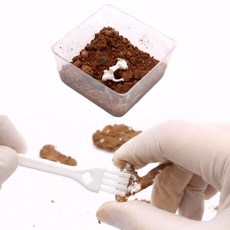 화석발굴 공룡뼈찾기 과학자놀이 화석찾기 조립 공룡만들기 1인용