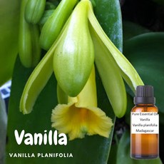 香草純精油 Vanilla 香草植株 Vanilla planifolia, 1個, 250ml