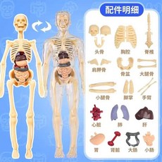 사람 인체 해부학 뼈 모형 조립 진료 생물학 교육용 장난감, 28cm 투명 전신