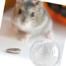 햄스터 챗바퀴 용품 장난감 볼 운동 놀이[WCE3770]