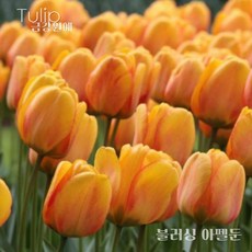 튤립(Tulip-추식구근) 2차 입고(1set 5구) '가격이 조금 내렸갔어용' 금강원예, 1세트, 블러싱아펠둔