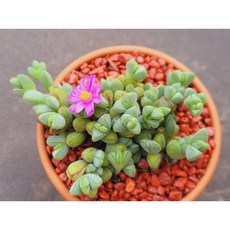 다육식물 원종벽어연 토분에 심은 다육이 분갈이 필요없는 다육화분 홈가드닝 화분째 배송합니다. 로뎀다육