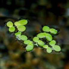 미미네아쿠아 부상수초 왕개구리밥 5뿌리, 1개